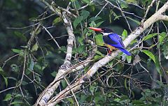 Black-capped Kingfisher